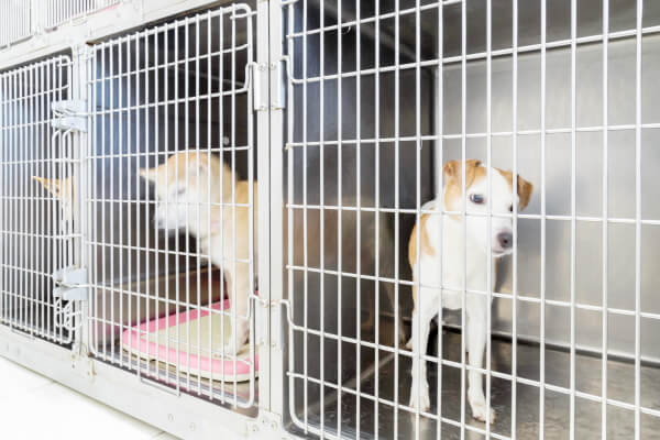 東山動物病院_33