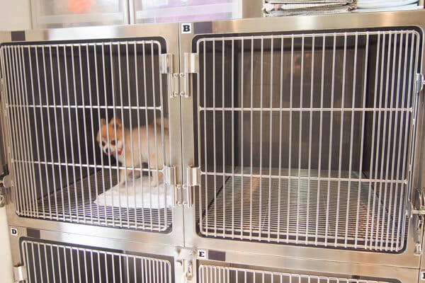 よしだ動物病院_14