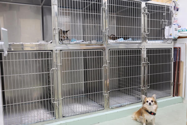 モモ動物病院_11