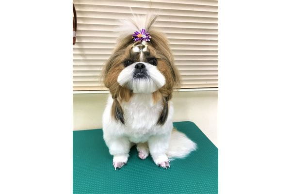 石垣動物病院_11