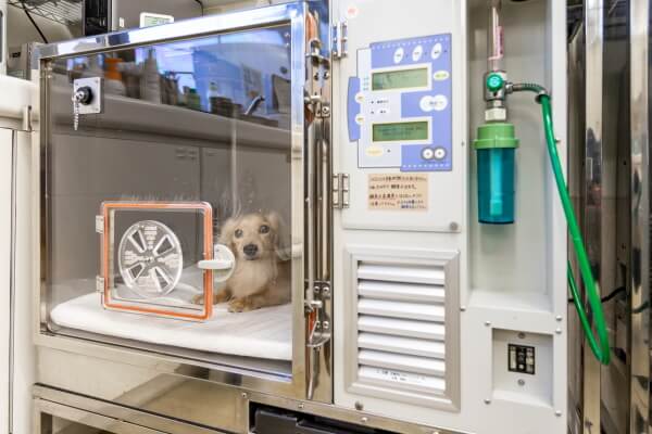 しん動物病院_6