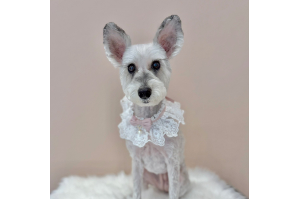 dog salon Reborn