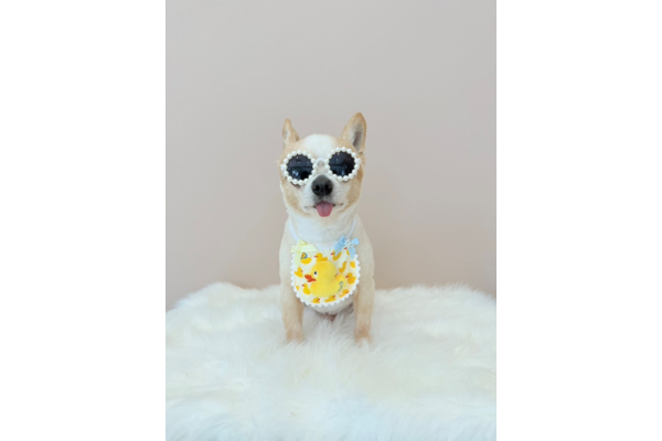 dog salon Reborn_3
