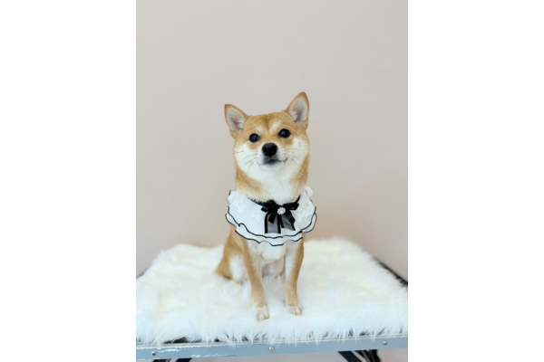 dog salon Reborn_4