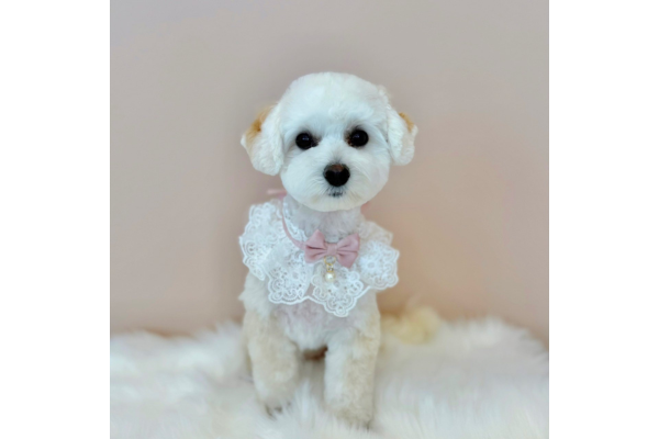 dog salon Reborn_1