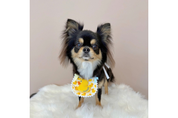 dog salon Reborn_2