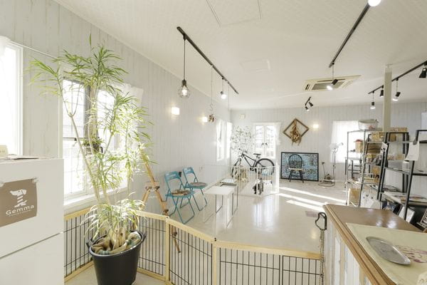 Dog Salon Gemma_2