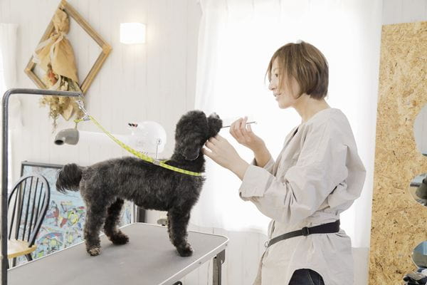 Dog Salon Gemma_4