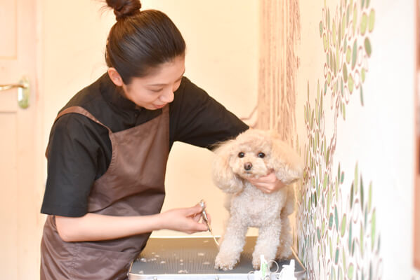 Dog Beauty green_4