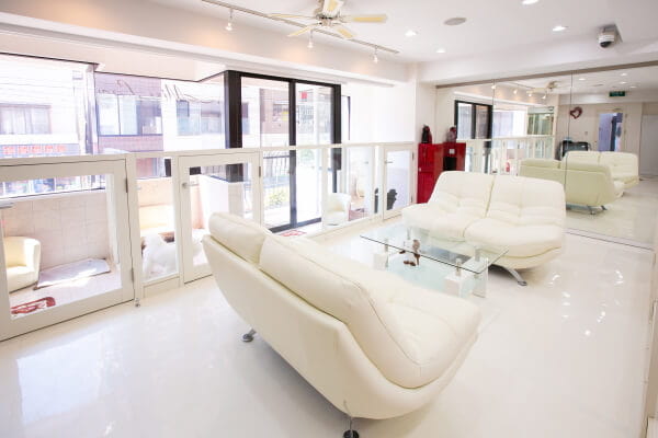 Eathetic health&beauty for Dogs MissLacy 元麻布_2