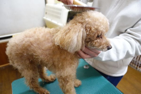 犬の床屋わんず_4