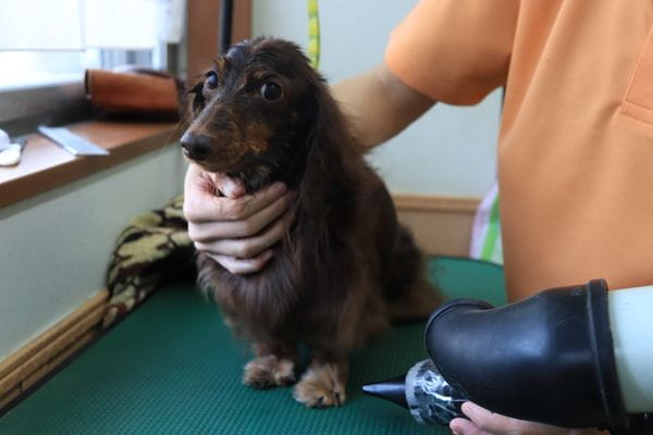 自然素材専門店ドッグスタイル_3