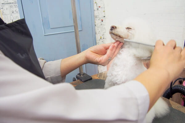 Dog salon Hughug　帝塚山店_4