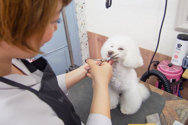 Dog salon Hughug　帝塚山店_3