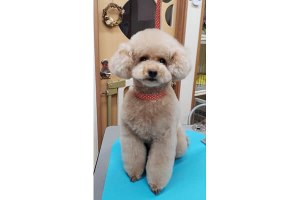 Pet salon トリム