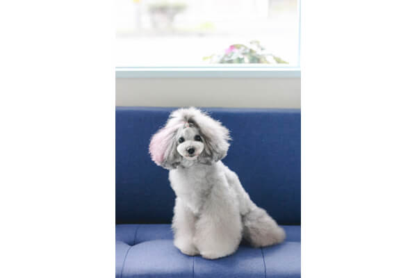 petsalon ZUTTO_4