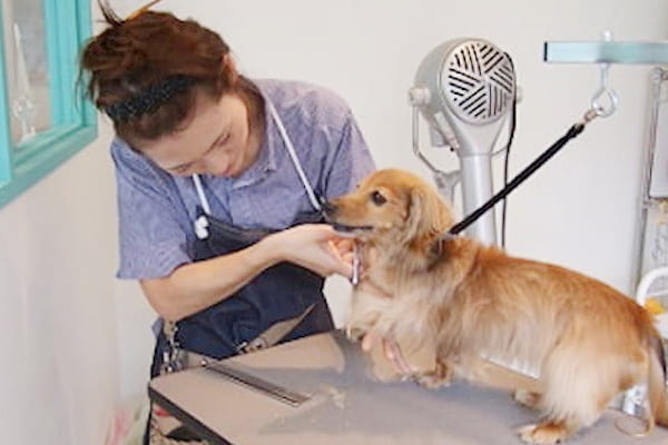 Dog salon Lotti_4