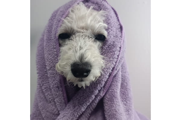 dogsalon SHIZUKU_3
