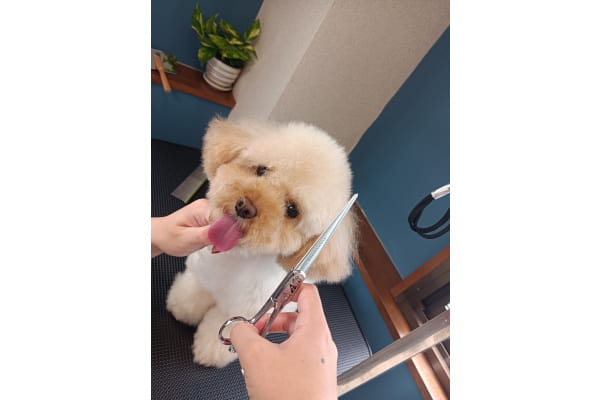 dogsalon SHIZUKU_2