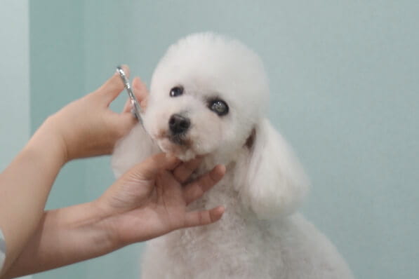 DOG SALON Patch_3