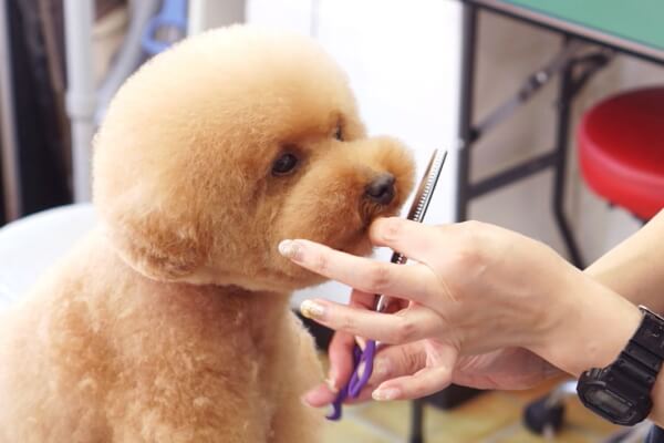 Dog Select_3