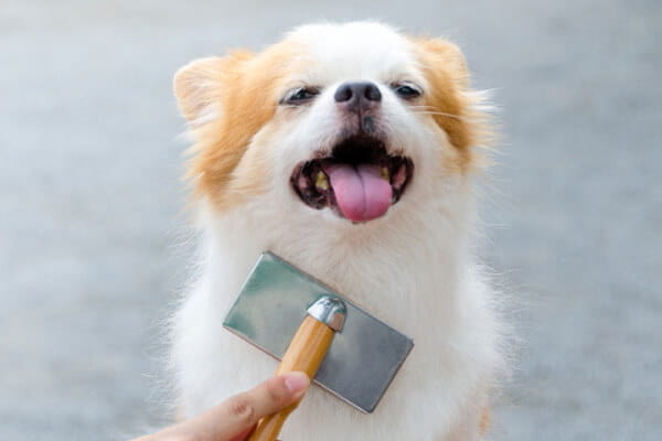 Dog Select_2