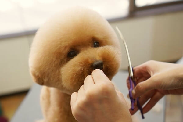 Dog Select_4