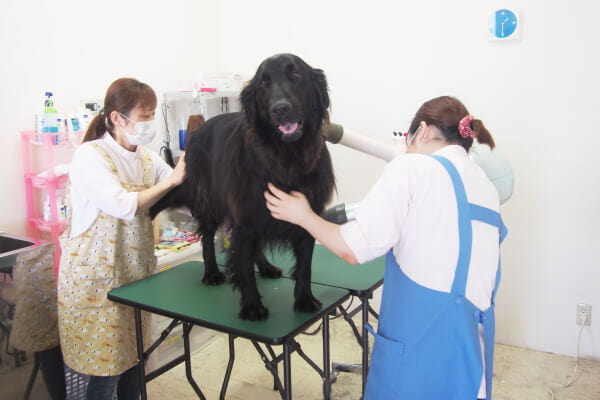 DCC動物病院 掛川中央_2