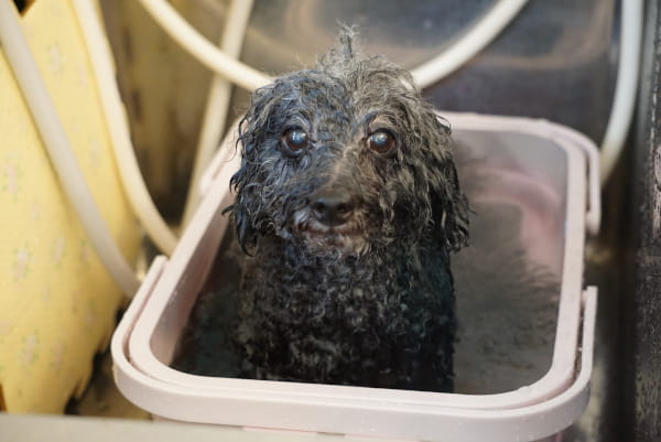 Dog Care Salon BabyWan_3