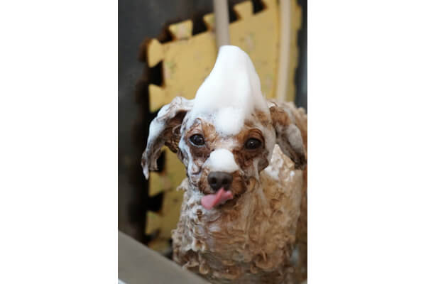 Dog Care Salon BabyWan_4