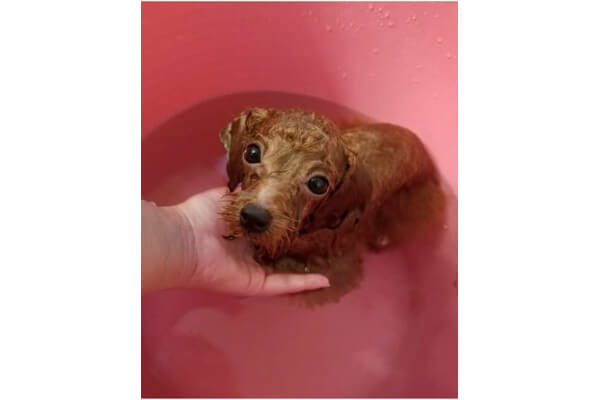 Dog Care Salon BabyWan_1