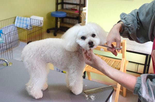 犬の美容室nikori_1