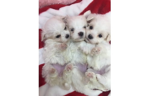 Cat & Dog Angel Tail_2