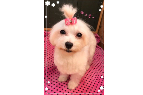 Cat & Dog Angel Tail