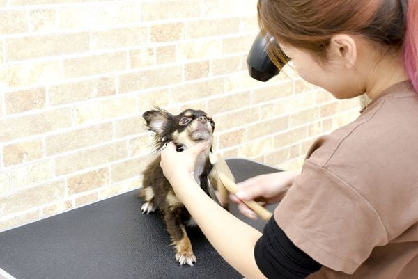 Pet Salon Parfait_2