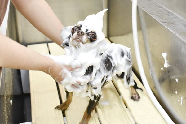 Pet Salon Parfait_4