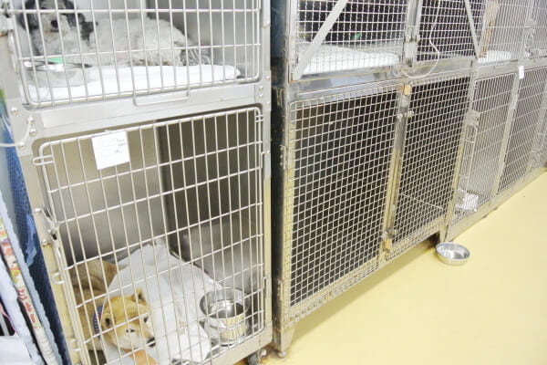 DCC動物病院 袋井山梨_3