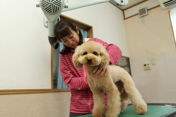 犬の美容室 ちょこみんと_3