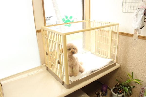 犬の美容室 ちょこみんと_2