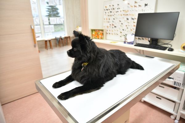 もぐもぐ動物病院【12：00から受付】_1