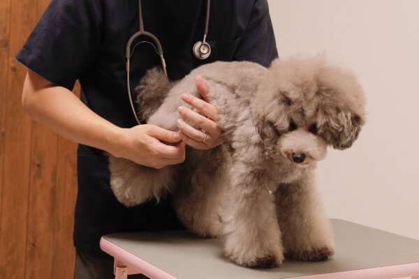 動物病院しらたま(往診専門)_6