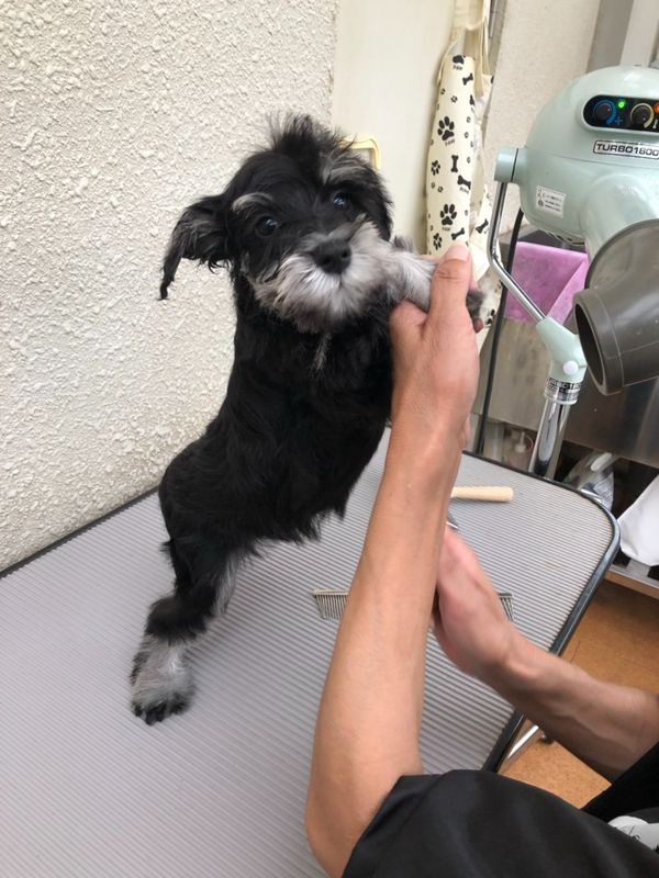 DogSalonぐれいす_4