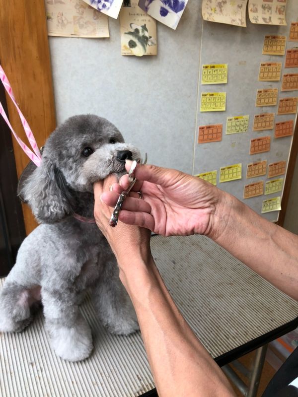 DogSalonぐれいす_1