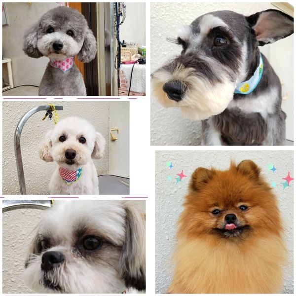 DogSalonぐれいす_3