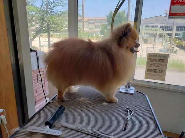 DogSalonぐれいす_2