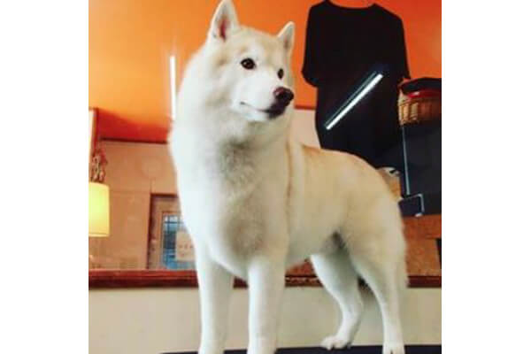 DOGGY TAIL_3