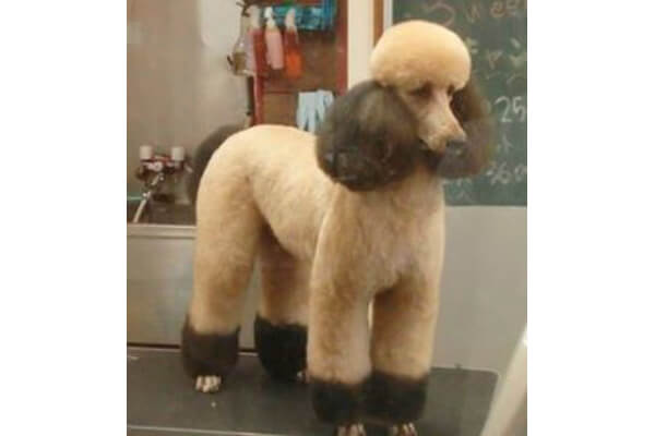 DOGGY TAIL_2