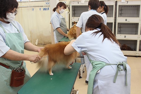 秋田ペット美容学院_4