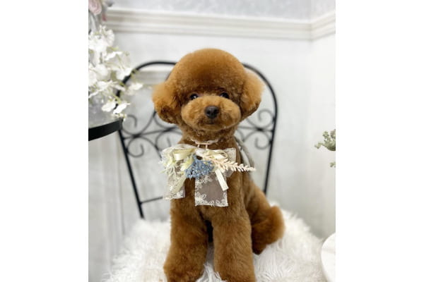 サロンPetit Dog