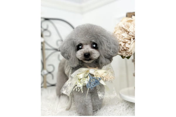サロンPetit Dog_4